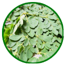 Moringa
